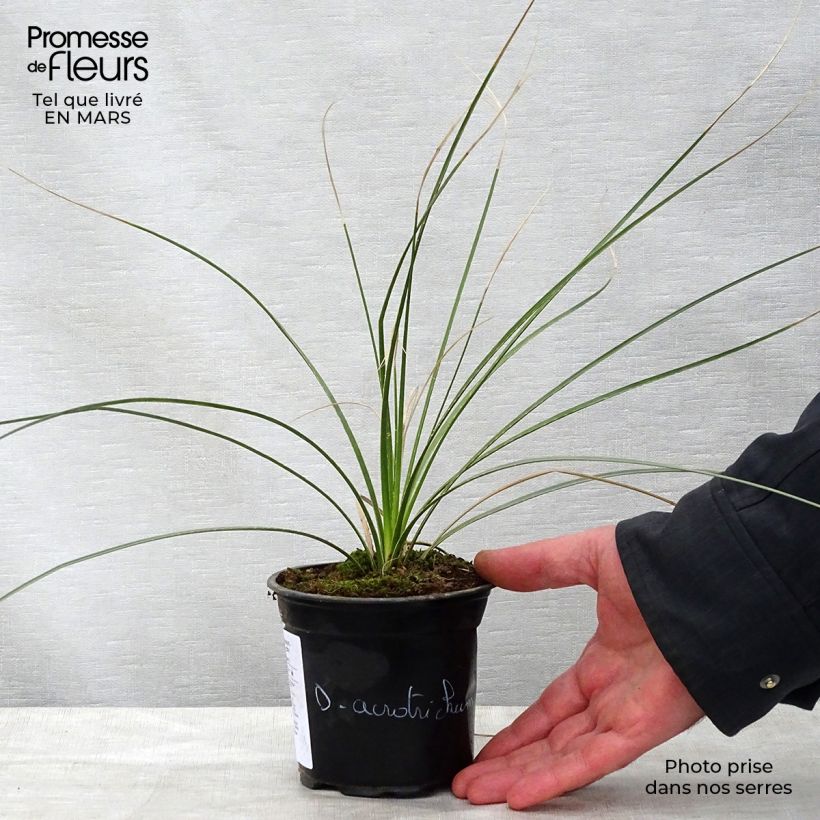 Exemplar von Dasylirion acrotrichum - Dasylire acrotriche Pot de 12 cm wie im Frühjahr geliefert