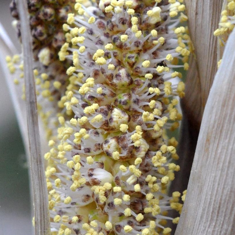 Dasylirion cedrosanum - Rauhschopf (Blüte)