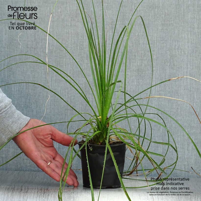 Exemplar von Dasylirion lucidum - Sotol brillant Pot de 12 cm wie im Herbst geliefert