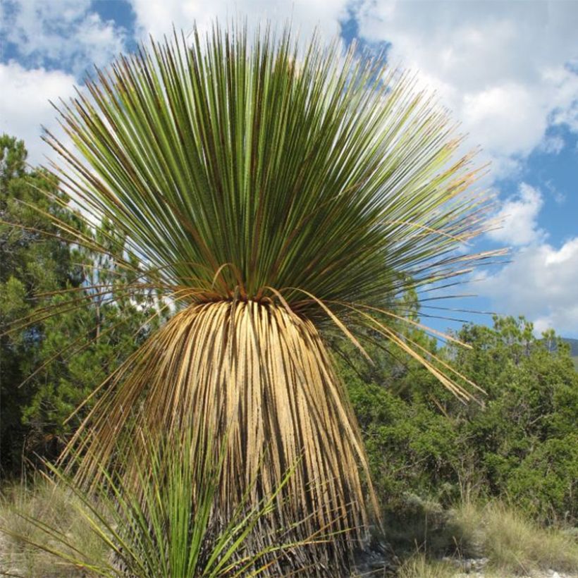 Dasylirion miquihuanensis - Rauhschopf (Hafen)