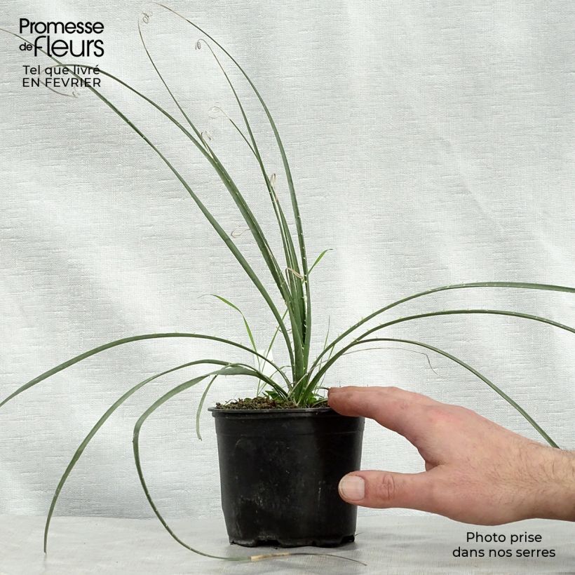 Exemplar von Dasylirion miquihuanensis Pot de 12 cm wie im Winter geliefert