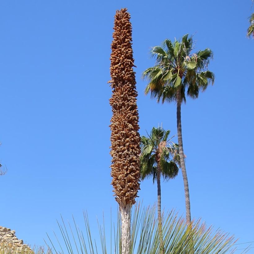 Dasylirion quadrangulatum - Rauhschopf (Blüte)