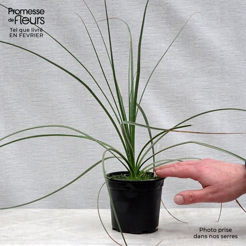 Exemplar von Dasylirion texanum - Sotol du Texas Pot de 12 cm wie im Winter geliefert