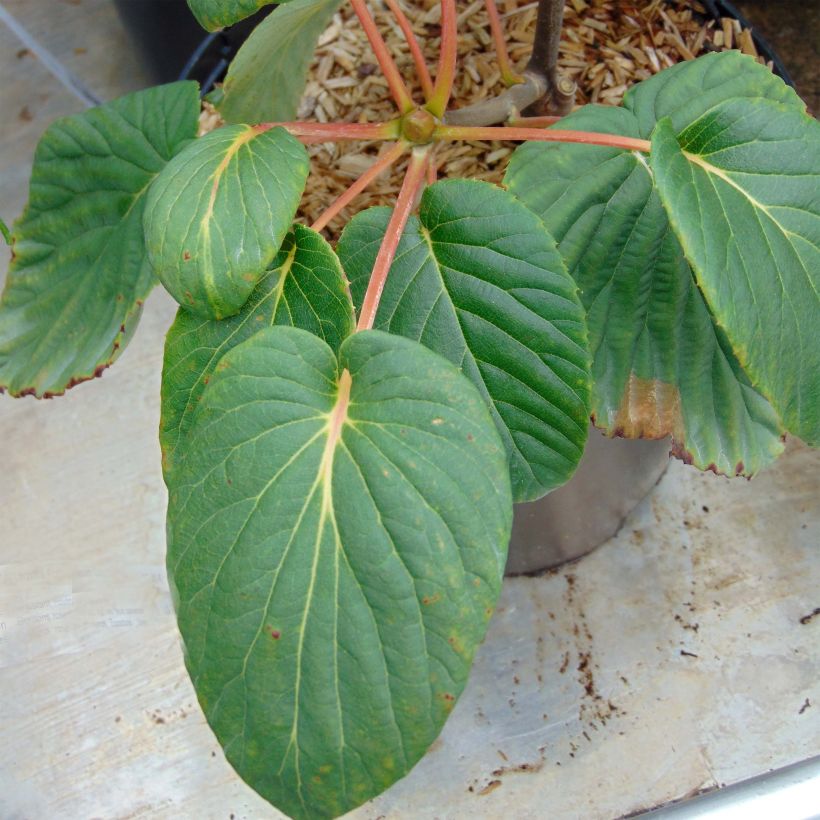 Davidia involucrata Sonoma - Taschentuchbaum (Laub)