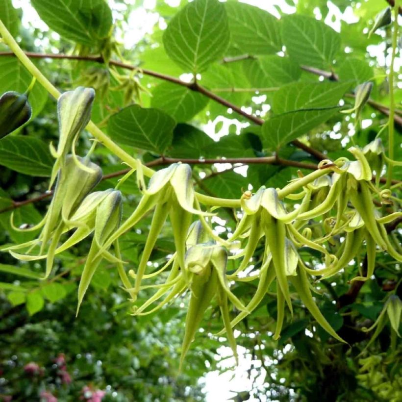 Decaisnea fargesii - Blauschotenbaum (Blüte)