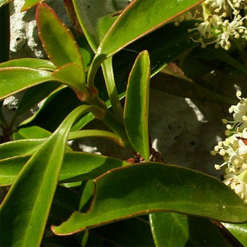 Decumaria sinensis - Sternhortensie (Laub)