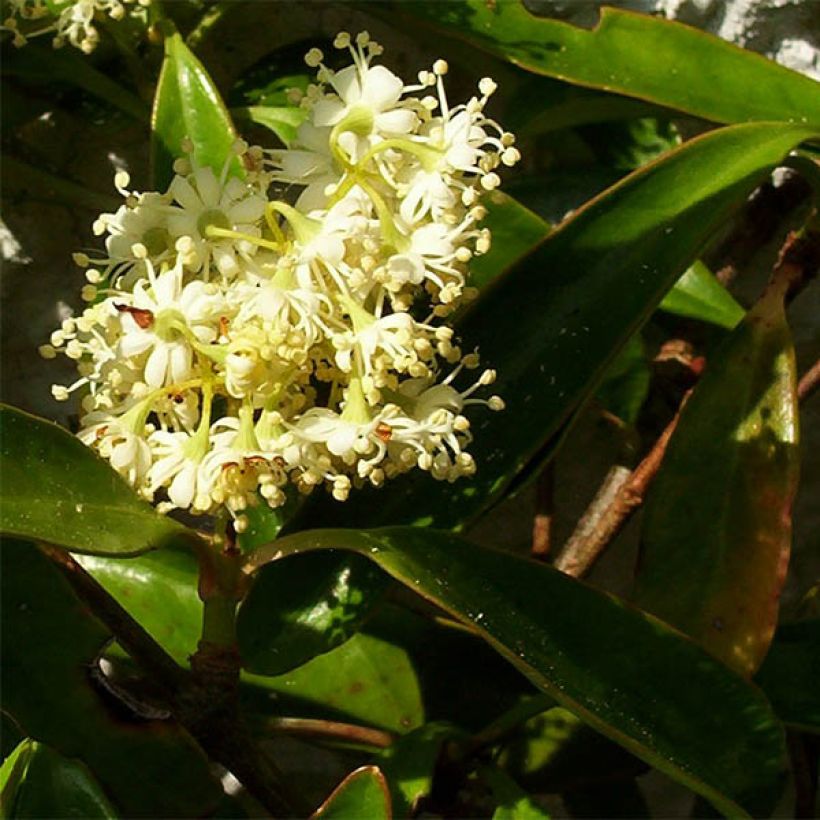 Decumaria sinensis - Sternhortensie (Blüte)