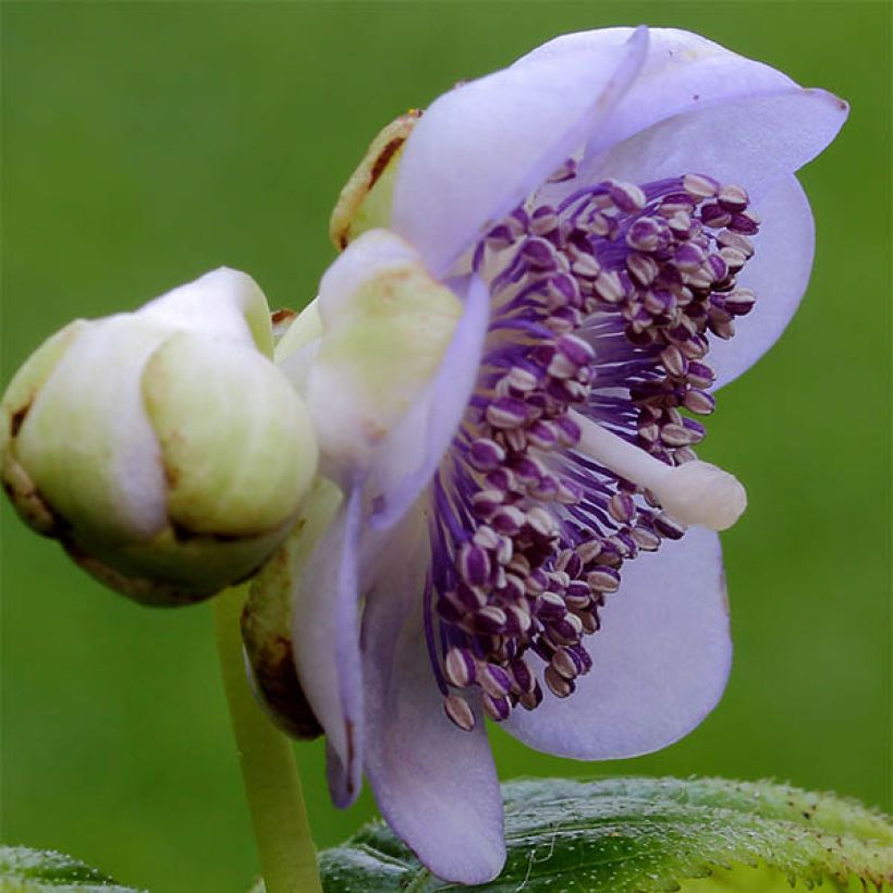 Deinanthe caerulea - Scheinhortensie (Blüte)