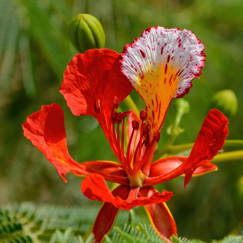 Delonix regia - Flammenbaum (Blüte)