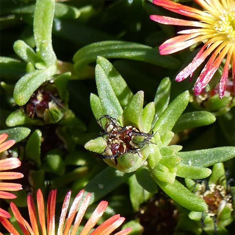 Delosperma Wheels of Wonder Fire (Laub)