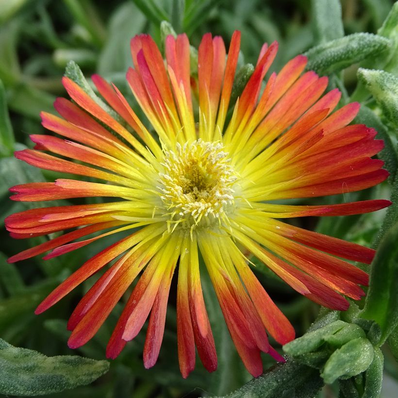 Delosperma Wheels of Wonder Fire (Blüte)