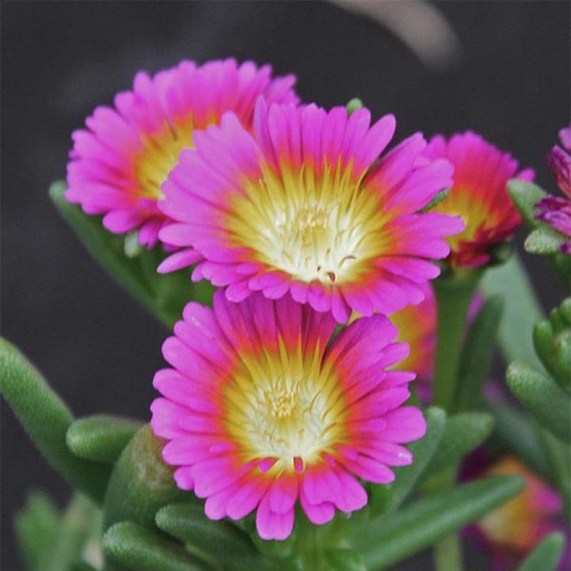 Delosperma Wheels of Wonder Hot Pink (Blüte)