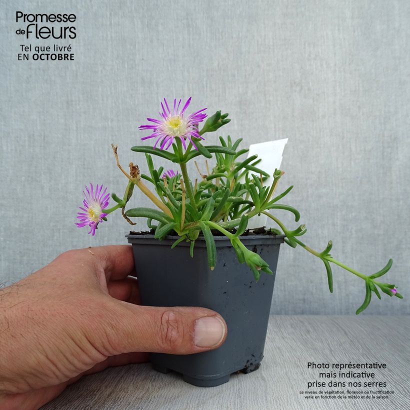 Exemplar von Delosperma Wheels of Wonder Violet wie im Herbst geliefert