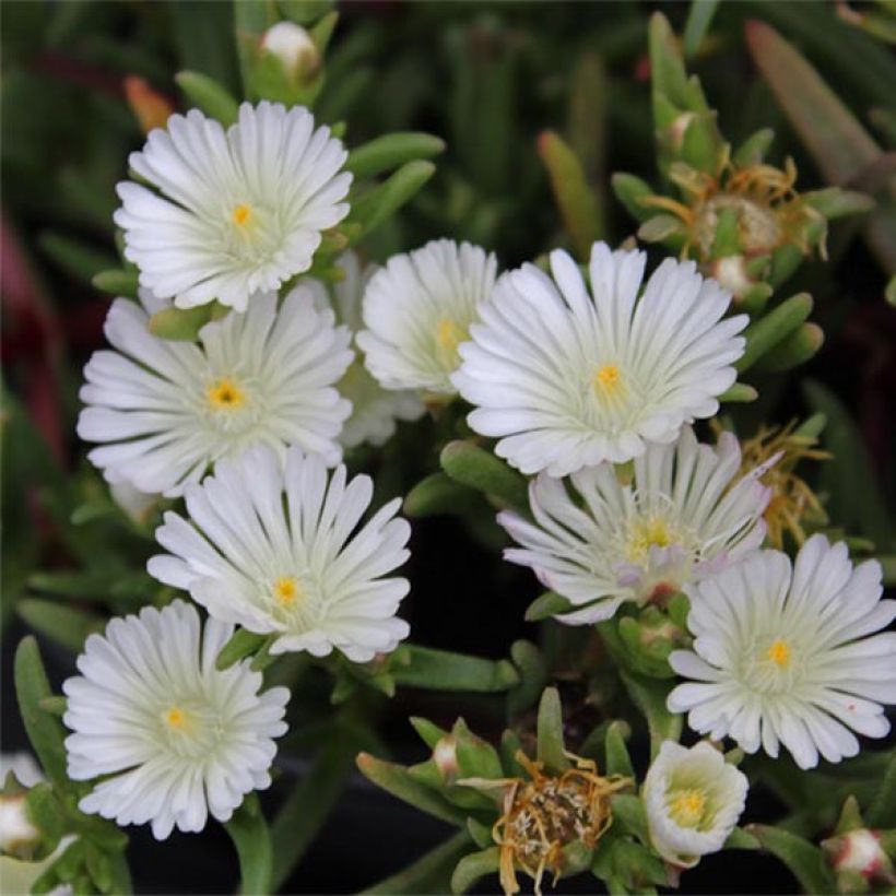 Delosperma Wheels of Wonder White (Blüte)