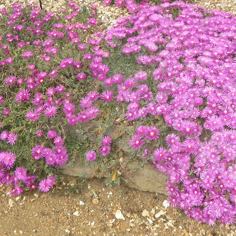 Delosperma cooperi (Blüte)