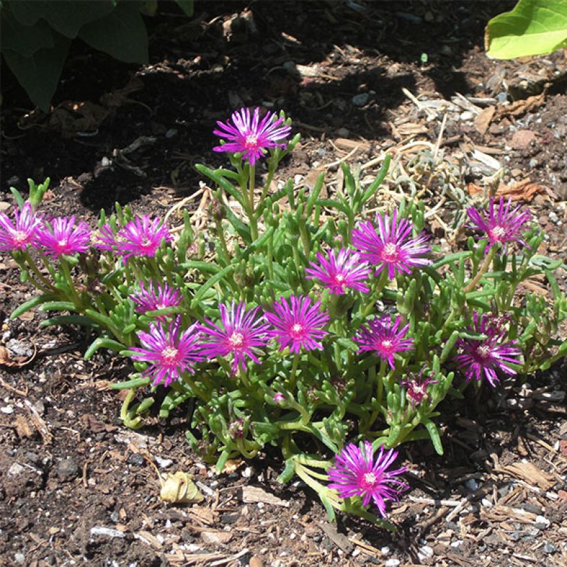 Delosperma cooperi (Hafen)