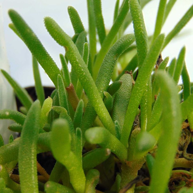 Delosperma cooperi (Laub)