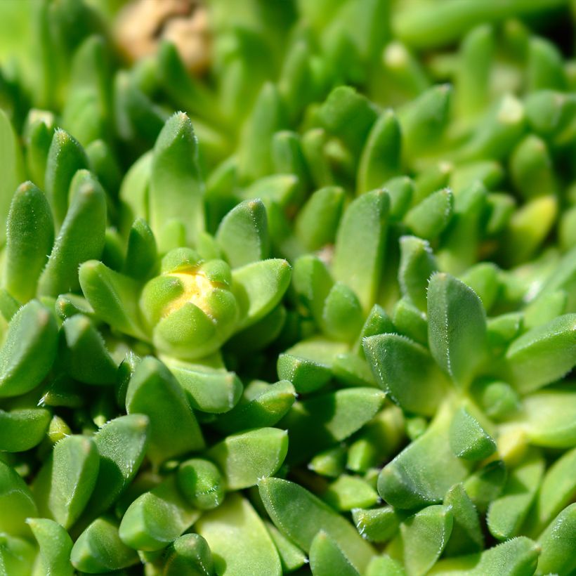 Delosperma deschampsii (Laub)