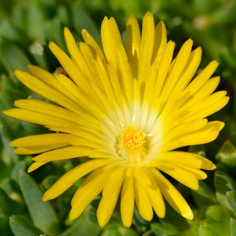 Delosperma deschampsii (Blüte)