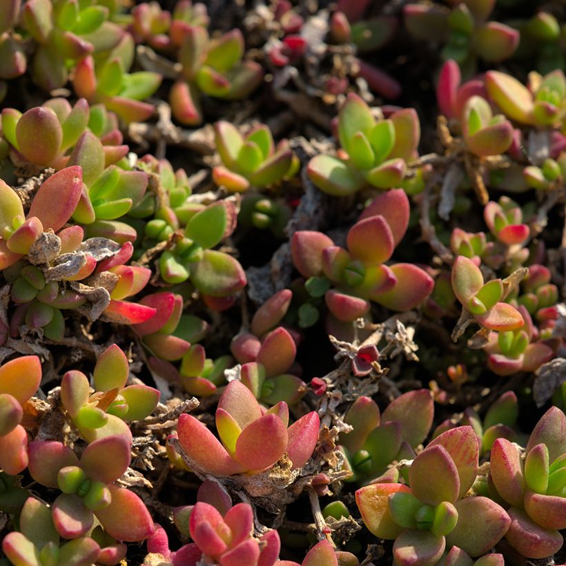 Delosperma lineare (Laub)