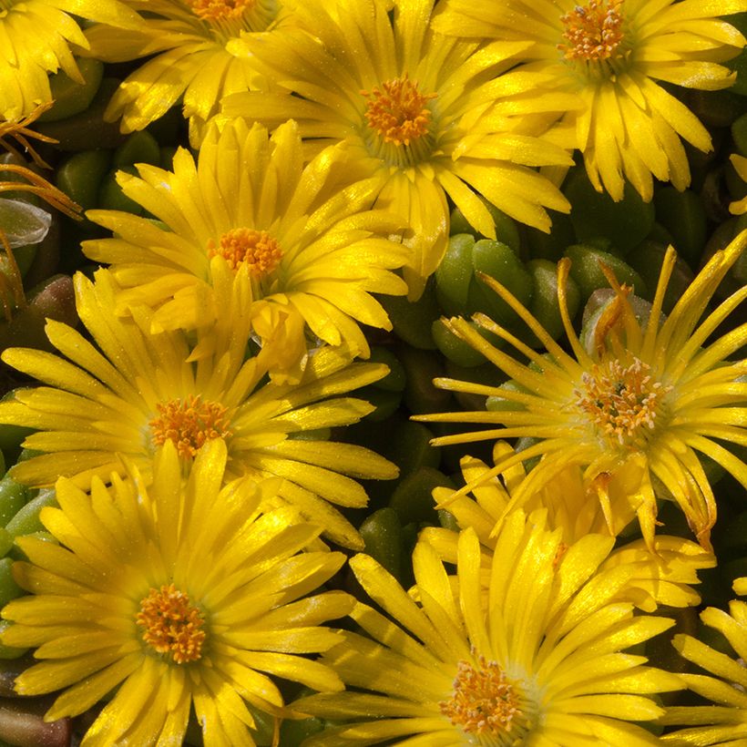 Delosperma lineare (Blüte)