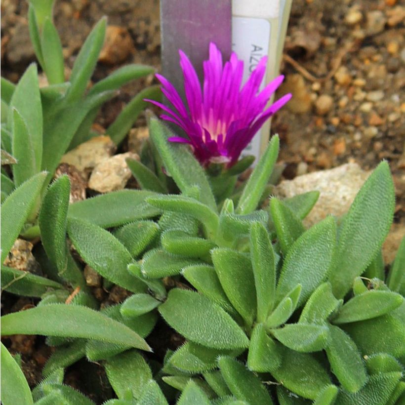 Delosperma sutherlandii (Laub)