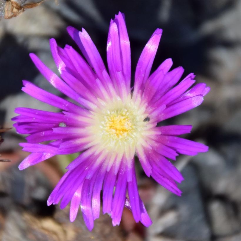 Delosperma sutherlandii (Blüte)