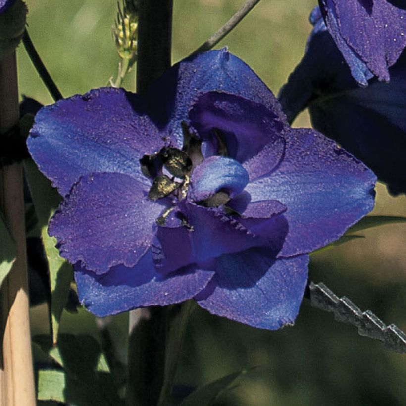 Pacific-Rittersporn Black Knight - Delphinium (Blüte)