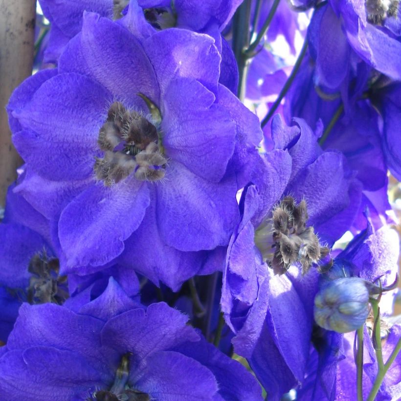 Pacific-Rittersporn Blue Jay - Delphinium (Blüte)