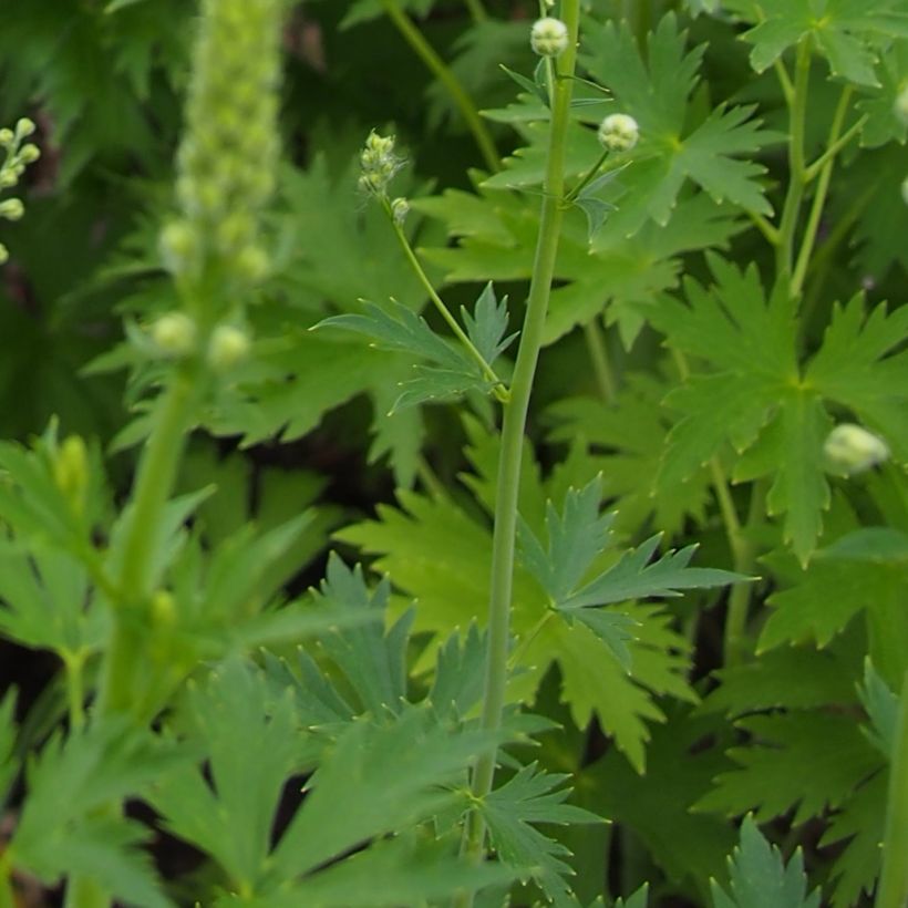 Pacific-Rittersporn Blue Jay - Delphinium (Laub)