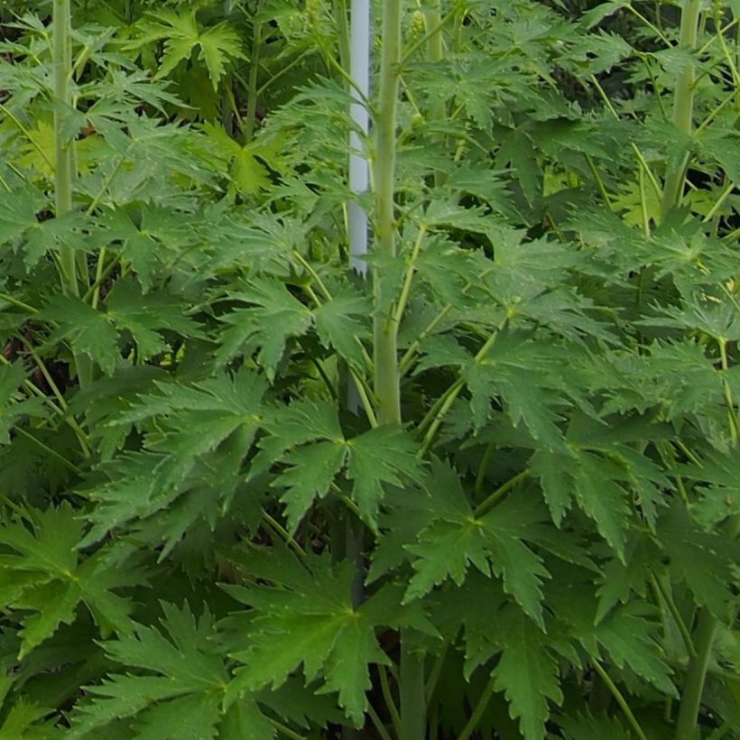 Pacific-Rittersporn Blue Lace - Delphinium (Laub)