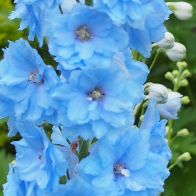 Pacific-Rittersporn Blue Lace - Delphinium (Blüte)