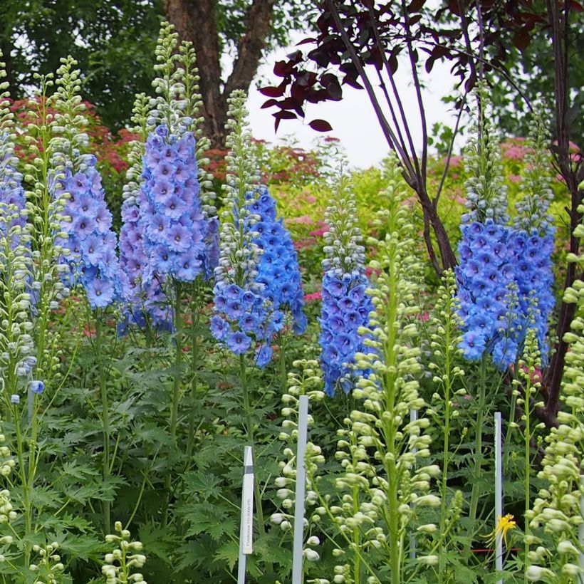 Pacific-Rittersporn Blue Lace - Delphinium (Hafen)