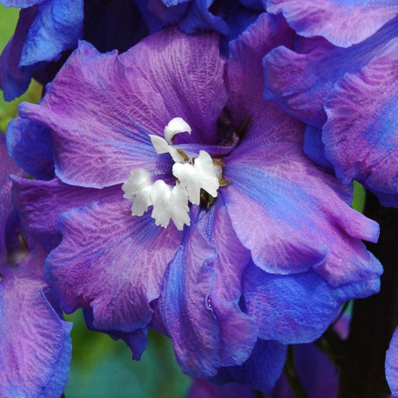 Pacific-Rittersporn Blue Triumphator - Delphinium (Blüte)