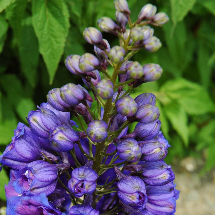 Pacific-Rittersporn Blue Triumphator - Delphinium (Hafen)