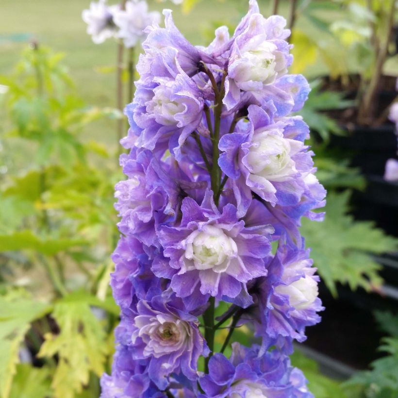 Hoher Rittersporn Highlander Bolero - Delphinium (Blüte)