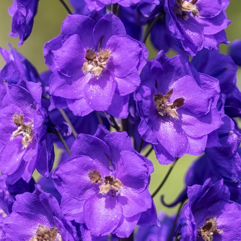 Pacific-Rittersporn Bruce - Delphinium (Blüte)