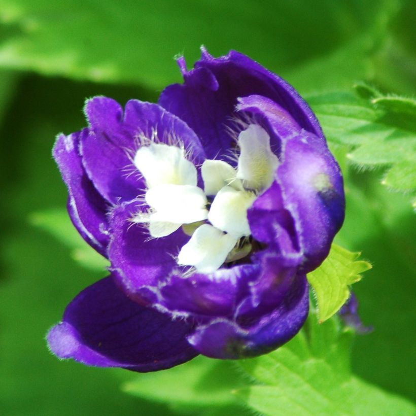 Pacific-Rittersporn Christel - Delphinium (Blüte)