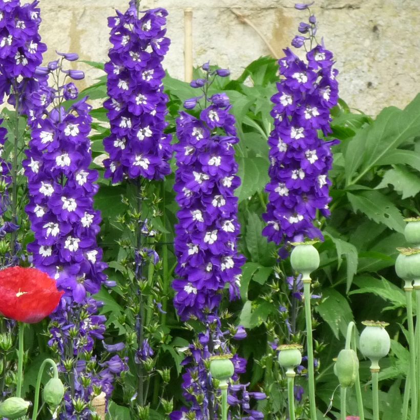 Pacific-Rittersporn Christel - Delphinium (Hafen)