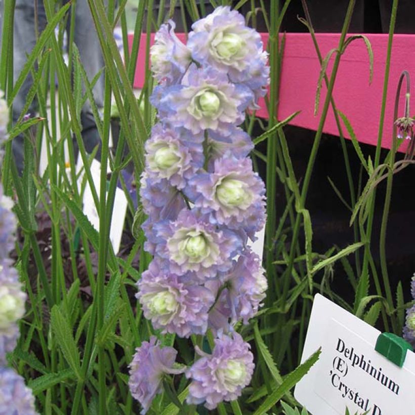 Pacific-Rittersporn Crystal Delight - Delphinium (Blüte)