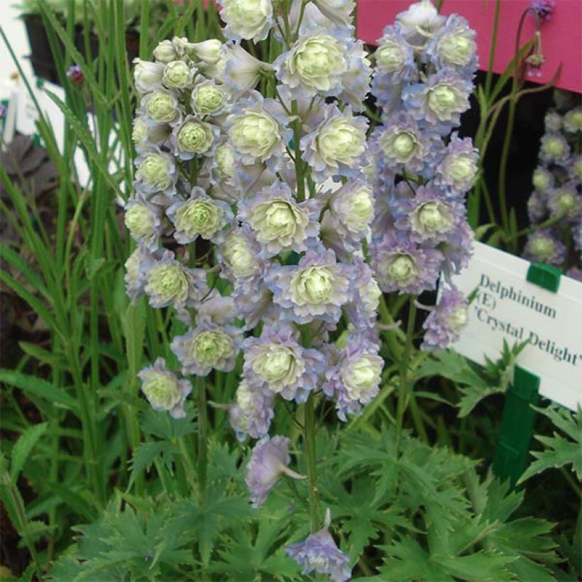 Pacific-Rittersporn Crystal Delight - Delphinium (Hafen)