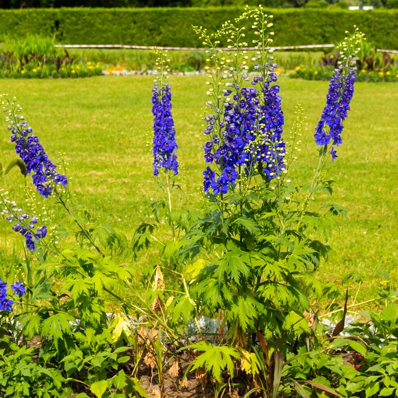 Pacific-Rittersporn Magic Fountain Dark Blue-White Be - Delphinium (Hafen)