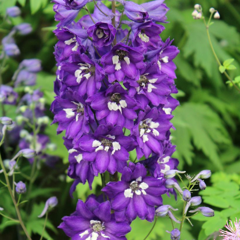 Pacific-Rittersporn Magic Fountain Dark Blue-White Be - Delphinium (Blüte)