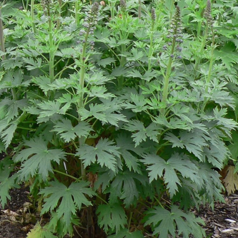 Pacific-Rittersporn Dusky Maiden - Delphinium (Laub)