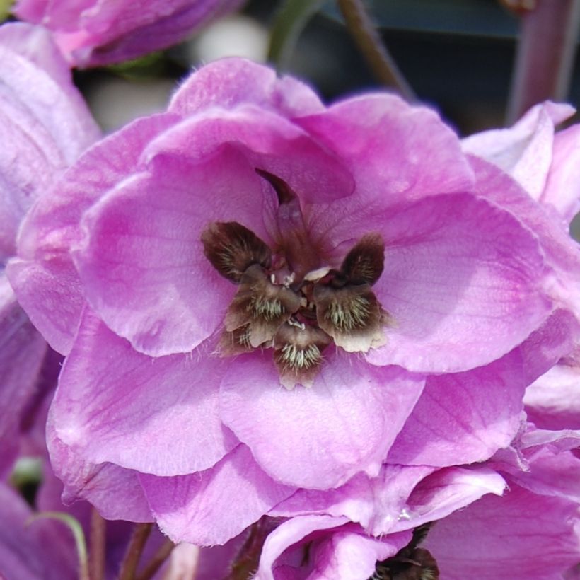 Pacific-Rittersporn Dusky Maiden - Delphinium (Blüte)