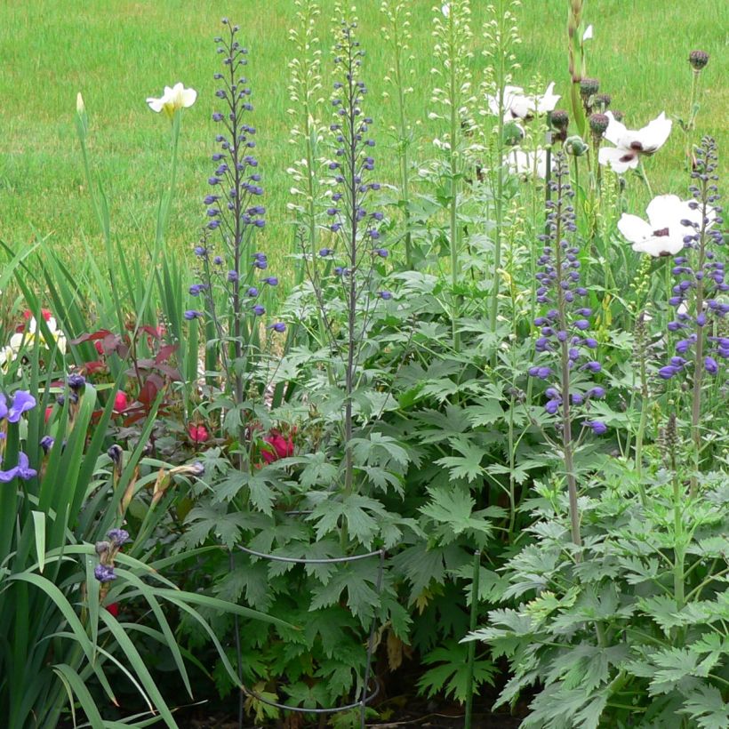 Pacific-Rittersporn Dusky Maiden - Delphinium (Hafen)