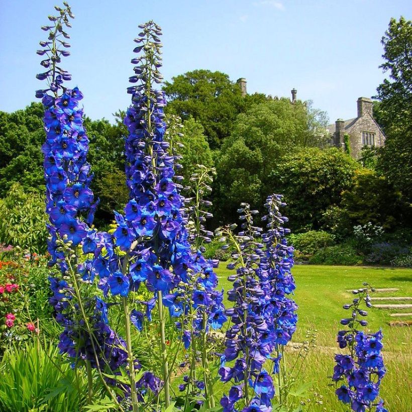 Garten-Rittersporn Finsteraarhorn - Delphinium (Hafen)