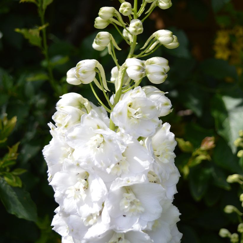 Garten-Rittersporn Guardian White - Delphinium (Blüte)