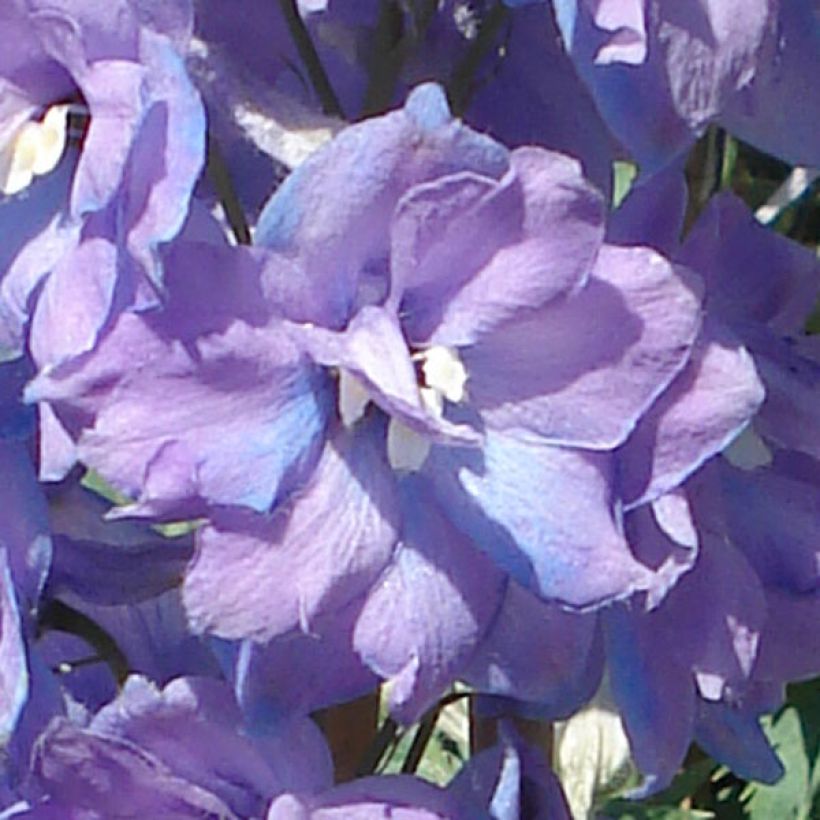 Pacific-Rittersporn Guinevere - Delphinium (Blüte)