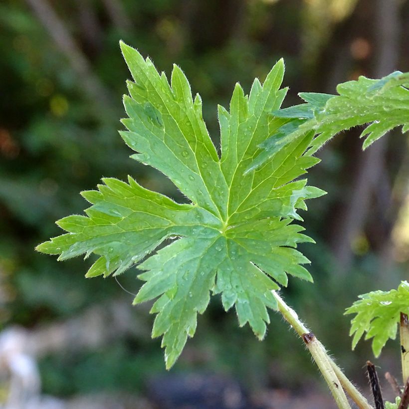 Hoher Rittersporn Highlander Cha Cha - Delphinium (Laub)